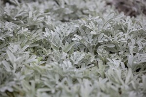 Artemisia stelleriana 9 cm Topf - Größe nach...