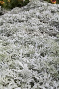 Artemisia stelleriana 9 cm Topf - Größe nach...