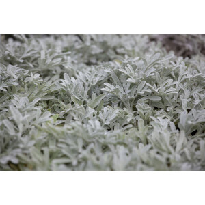 Artemisia stelleriana P 0,5