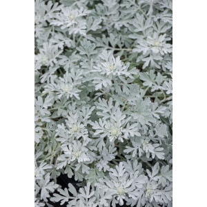 Artemisia stelleriana Mori 9 cm Topf - Größe...