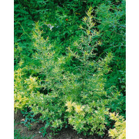 Artemisia vulg.Oriental Limelight  -R- 11 cm Topf -...