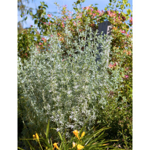 Artemisia vulgaris 9 cm Topf - Größe nach Saison