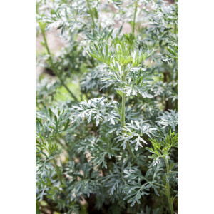 Artemisia vulgaris P 1