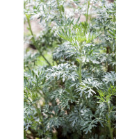 Artemisia vulgaris 11 cm Topf - Größe nach Saison