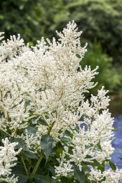 Aruncus dioicus 9 cm Topf - Größe nach Saison