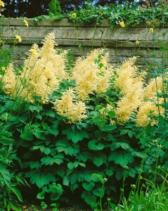 Aruncus dioicus 9 cm Topf - Größe nach Saison