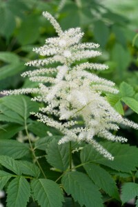 Aruncus dioicus 9 cm Topf - Größe nach Saison