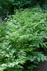 Aruncus dioicus 9 cm Topf - Größe nach Saison