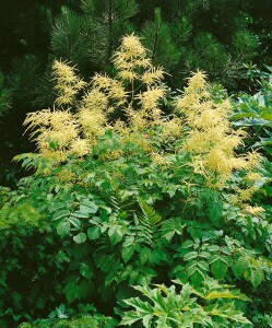 Aruncus dioicus 9 cm Topf - Größe nach Saison