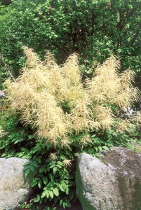 Aruncus dioicus 9 cm Topf - Größe nach Saison