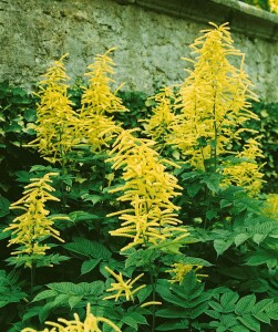 Aruncus dioicus 9 cm Topf - Größe nach Saison