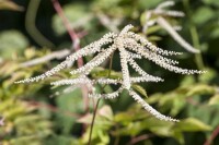 Aruncus dioicus 9 cm Topf - Größe nach Saison