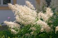 Aruncus dioicus 9 cm Topf - Größe nach Saison