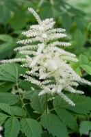 Aruncus dioicus 9 cm Topf - Größe nach Saison