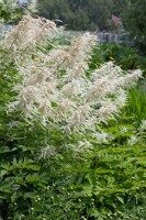 Aruncus dioicus 9 cm Topf - Größe nach Saison