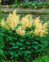 Aruncus dioicus 11 cm Topf - Größe nach Saison