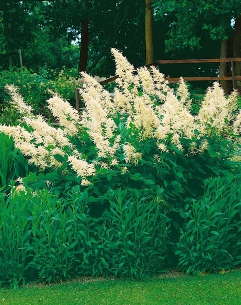 Aruncus sinensis Zweiweltenkind 9 cm Topf - Größe nach Saison