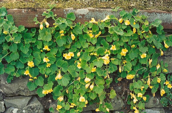 Asarina procumbens 9 cm Topf - Größe nach Saison