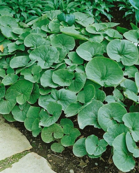 Asarum caudatum 9 cm Topf - Größe nach Saison