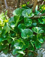 Asarum europaeum 9 cm Topf - Größe nach Saison