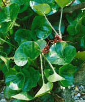 Asarum europaeum 9 cm Topf - Größe nach Saison