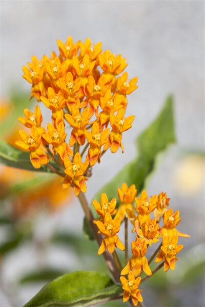 Asclepias tuberosa 9 cm Topf - Größe nach Saison