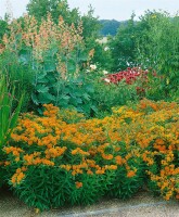 Asclepias tuberosa 9 cm Topf - Größe nach Saison