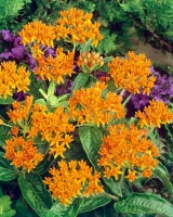 Asclepias tuberosa 9 cm Topf - Größe nach Saison