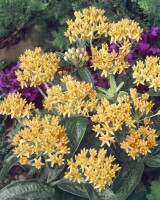 Asclepias tuberosa 9 cm Topf - Größe nach Saison