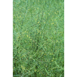 Asparagus pseudoscaber Spitzenschleier P 1