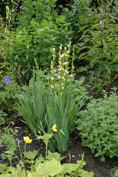 Asphodeline lutea 9 cm Topf - Größe nach Saison