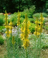 Asphodeline lutea 9 cm Topf - Größe nach Saison