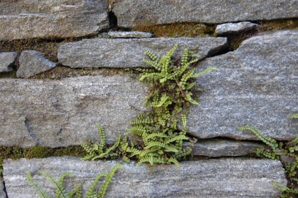 Asplenium trichomanes 9 cm Topf - Größe nach Saison