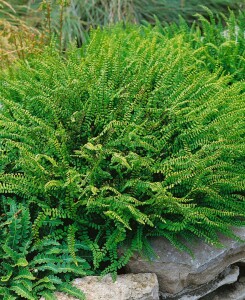 Asplenium trichomanes 9 cm Topf - Größe nach Saison