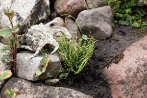 Asplenium trichomanes 9 cm Topf - Größe nach Saison