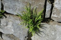 Asplenium trichomanes 9 cm Topf - Größe nach Saison