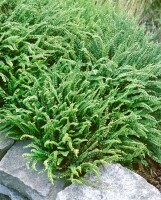 Asplenium trichomanes 9 cm Topf - Größe nach Saison