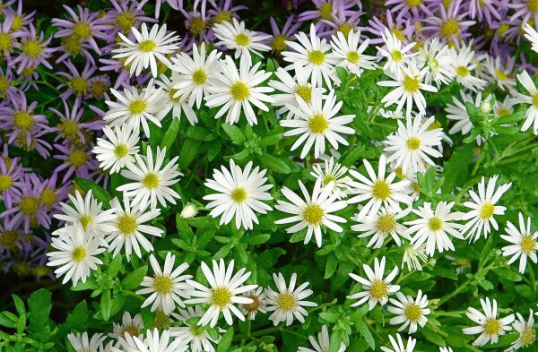 Aster ageratoides Ashvi 9 cm Topf - Größe nach Saison