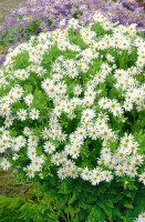 Aster ageratoides Ashvi 9 cm Topf - Größe nach Saison