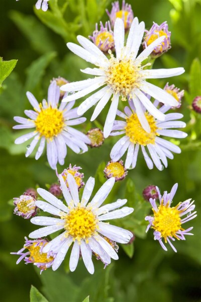 Aster ageratoides Asran 9 cm Topf - Größe nach Saison