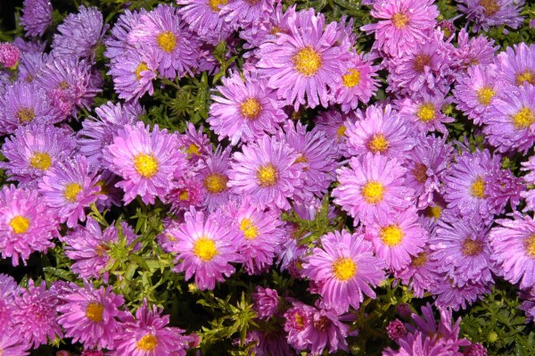 Aster alpinus Happy End 9 cm Topf - Größe nach Saison