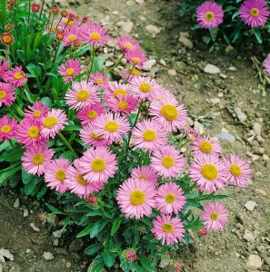 Aster alpinus Happy End 9 cm Topf - Größe nach Saison