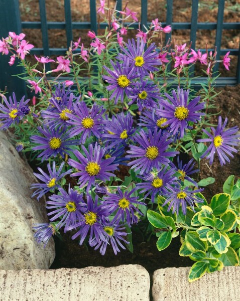 Aster amellus Blue King 9 cm Topf - Größe nach Saison