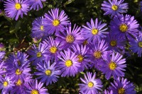 Aster amellus Blue King 9 cm Topf - Größe nach Saison