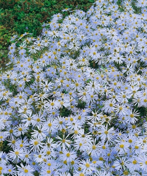 Aster amellus Butzemann 9 cm Topf - Größe nach Saison