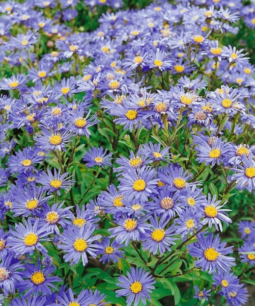 Aster amellus Danzig 9 cm Topf - Größe nach Saison