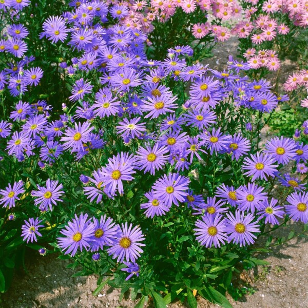 Aster amellus Glücksfund 9 cm Topf - Größe nach Saison