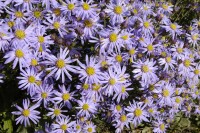 Aster amellus Glücksfund 9 cm Topf - Größe nach Saison