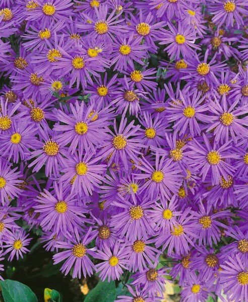 Aster amellus Mira 9 cm Topf - Größe nach Saison