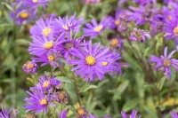 Aster amellus Mira 9 cm Topf - Größe nach Saison